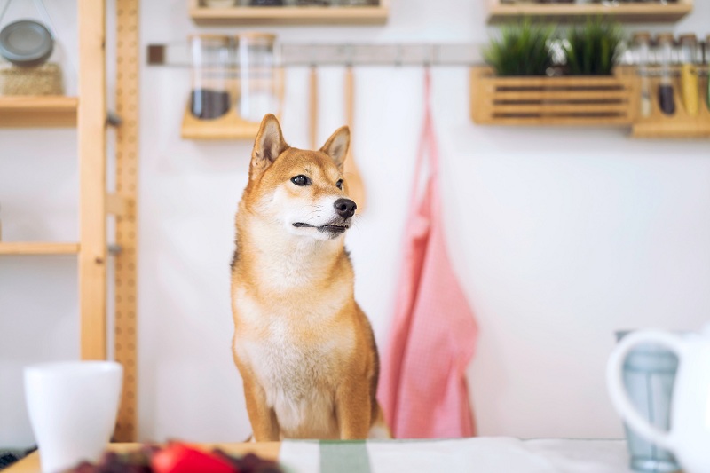Presale of the new AI-based Shiba Menu project attracting huge investor attention