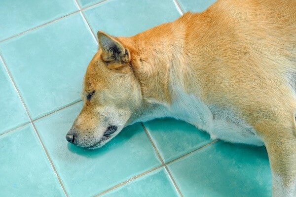Dogecoin (DOGE) price takes a bow as Shiba Inu Kabosu dies
